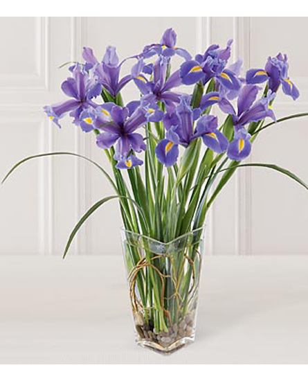 Buchete de flori - Buchet din 11 fire de Irisi albastrii