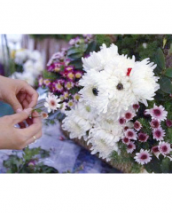 Aranjament floral - Catel din crizanteme in buchet de flori