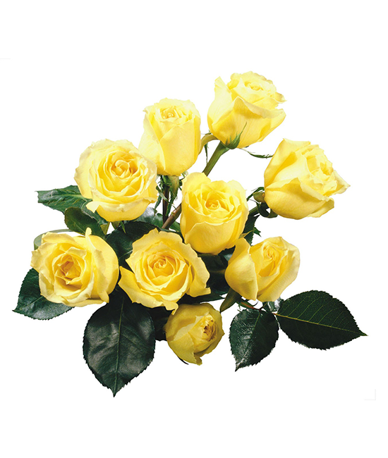 Buchete de flori - Buchet de 7 trandafiri galbeni