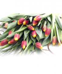 Florarie  -  Flori la fir  -  Lalele  la  fir