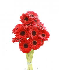 Buchete de flori - Buchet din 15 fire de gerbera Buchete de flori - Buchet din 15 fire de gerbera