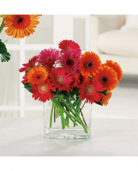 Buchete de flori - Buchet din 15 fire de gerbera Buchete de flori - Buchet din 15 fire de gerbera