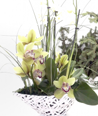 Aranjamente - Aranjament cu orhidee cymbidium si orhidee phalaenopsis