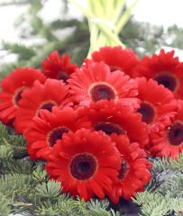 Funerare - Buchet mortuar cu gerbera rosii si brad